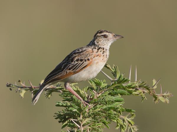 <h3><a href="/trips/tanzania/biota/animalia/chordata/aves/040 passeriformes/073 alaudidae/mirafra africana/mirafra africana-nl.html">Mirafra&nbsp;africana</a> / Rufous‑naped&nbsp;lark / Roodnekleeuwerik</h3>OM-1 Mark II met OLYMPUS M.150-400mm F4.5, 1/2000 sec  bij F4.5, ISO 400, afstand 14.1&nbsp;m